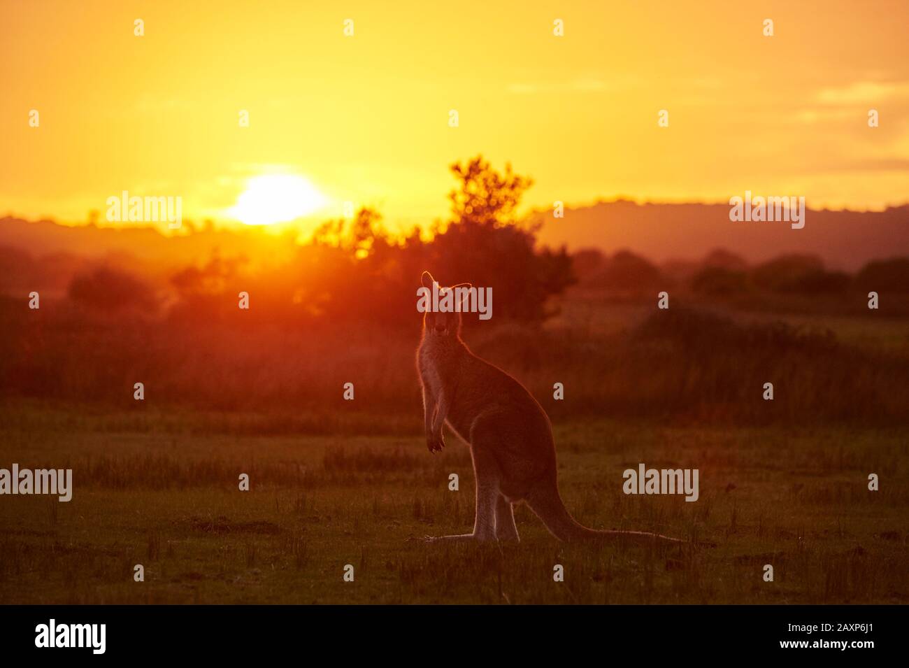Canguro gigante grigio orientale (Macropus giganteus), prato, lateralmente, in piedi, guardare nella macchina fotografica, Wilsons Promontory National Park, Victoria, Austra Foto Stock