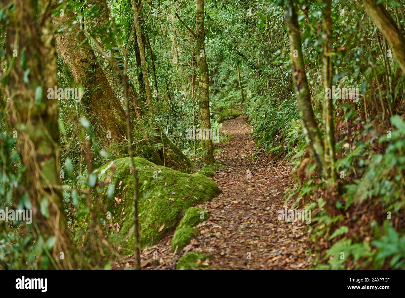 Paesaggio, Percorso Forestale, Lamington State Park, Queensland, Australia, Oceania Foto Stock