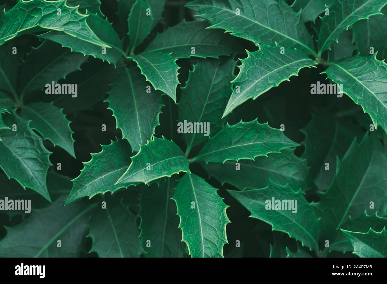 Vista dall'alto, primo piano su foglie di alberi di oly con profondità di campo poco profonda. Disegno astratto verde naturale del fogliame. Moderno sfondo di texture alla moda Foto Stock