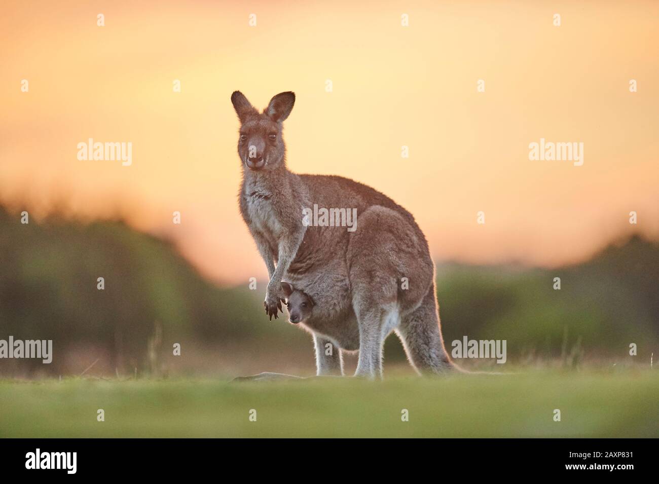 Canguro gigante grigio orientale (Macropus giganteus), animale madre con cucciolo, prato, in piedi, Wilsons Promontory National Park, Victoria, Australia, Oce Foto Stock