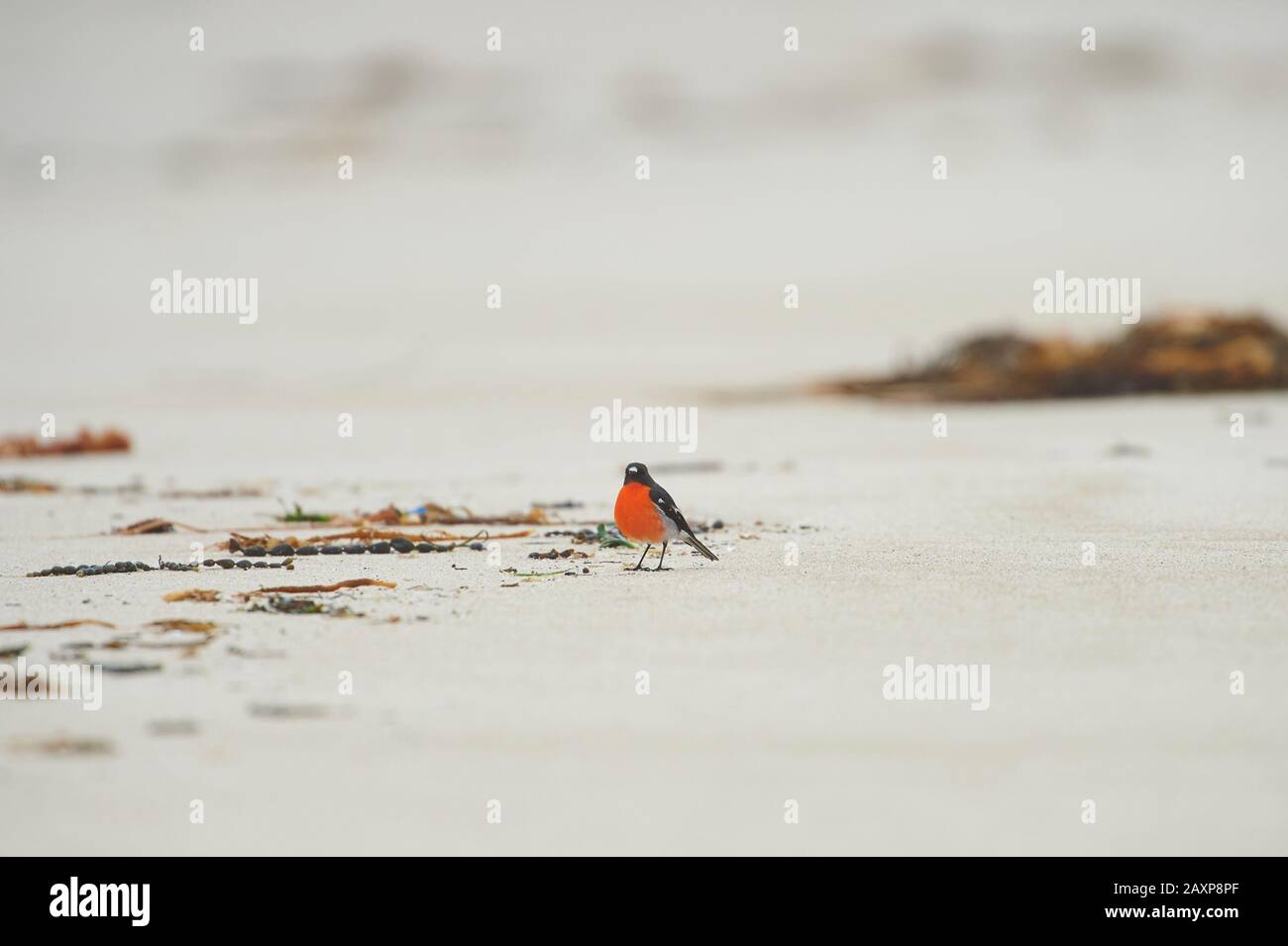 La fiamma robin (Petroica phoenicea), spiaggia, seduta, Wilsons Promontory National Park, Victoria, Australia Foto Stock