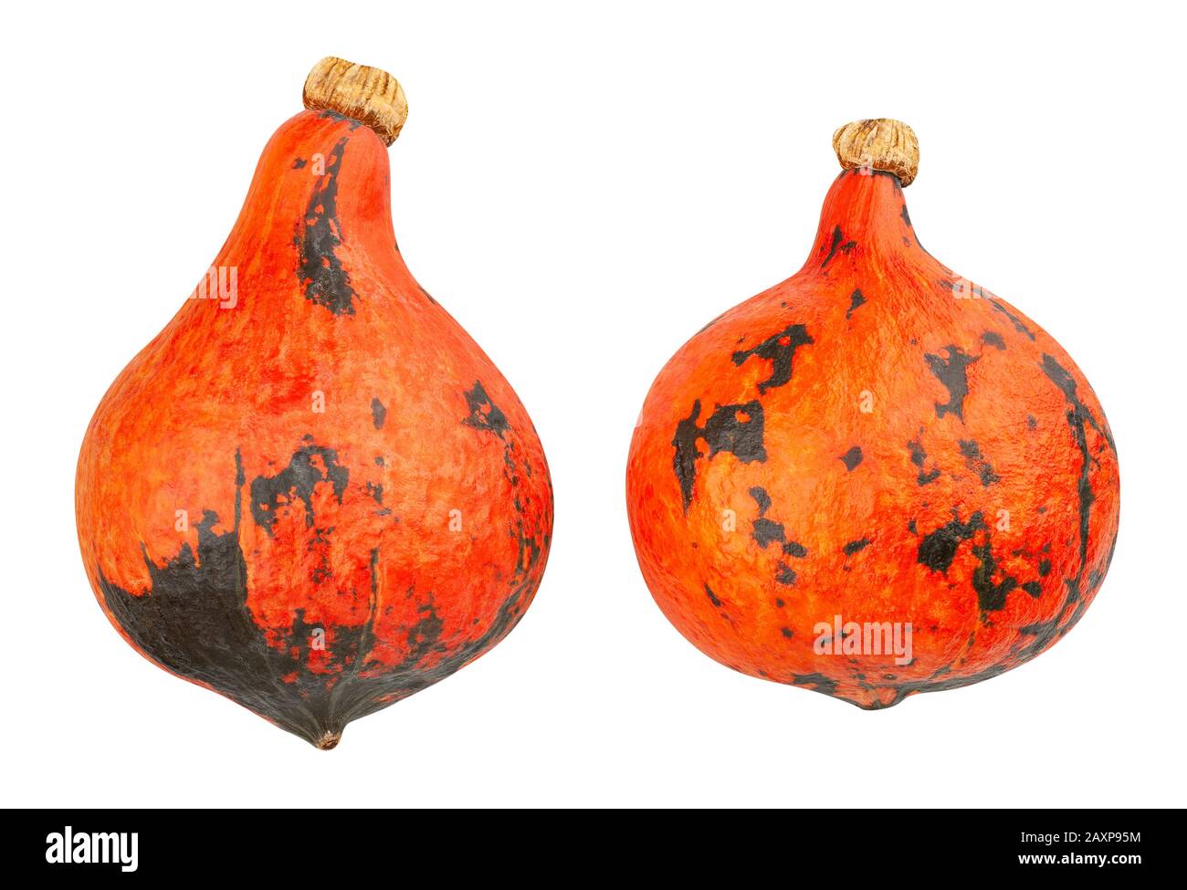 percorso di squash rosso kuri isolato su bianco Foto Stock