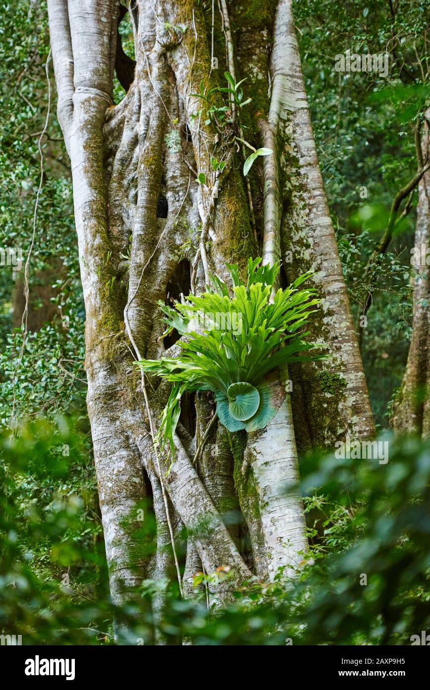 Paesaggio, fern staghorn (Platycerium superbum), Parco Nazionale di Lamington, Queensland, Australia, Oceania Foto Stock