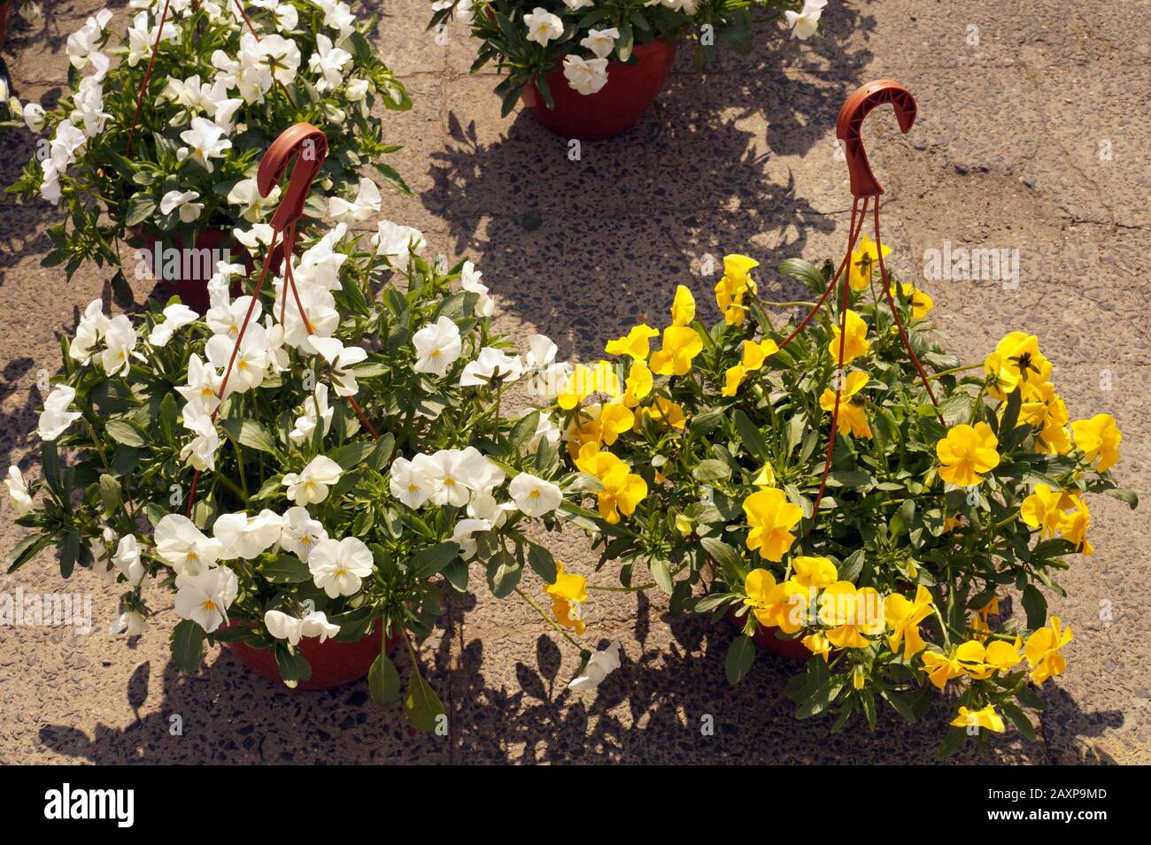 Negozio di giardino. Pansies in pentole appese stanno aspettando i compratori. Foto Stock