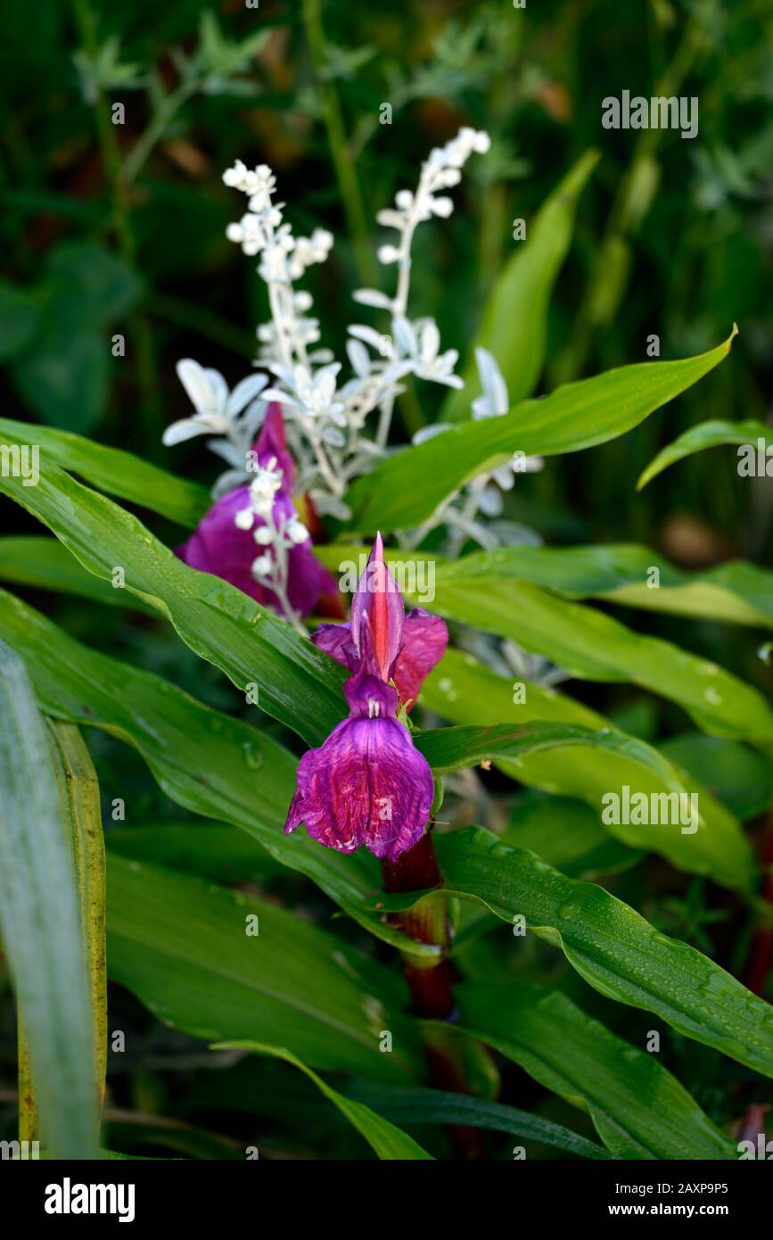 Rosocounea purpurea, fiore viola, fiori come orchidee showy, fioritura, RM Floral Foto Stock