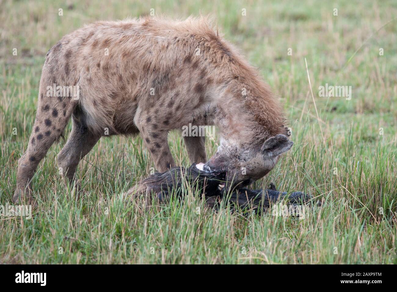 Avvistato Hyena nutrimento su un teschio di un'tana nelle praterie del Conservatorio Olare Motorogi, Kenya, Africa. Foto Stock