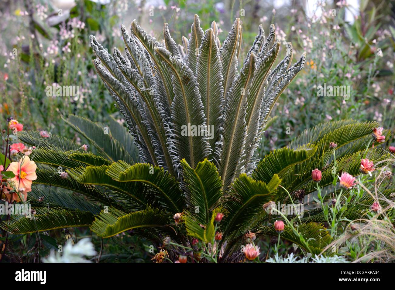 Cycad,cicads,piante giovani,nuova crescita,foglie,fogliame,sempreverde,RM Floral Foto Stock