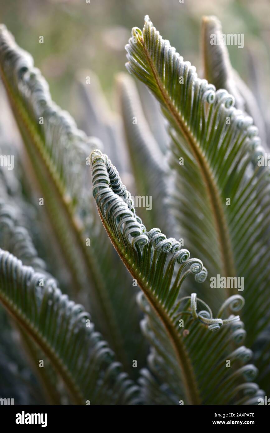 Cycad,cicads,piante giovani,nuova crescita,foglie,fogliame,sempreverde,RM Floral Foto Stock