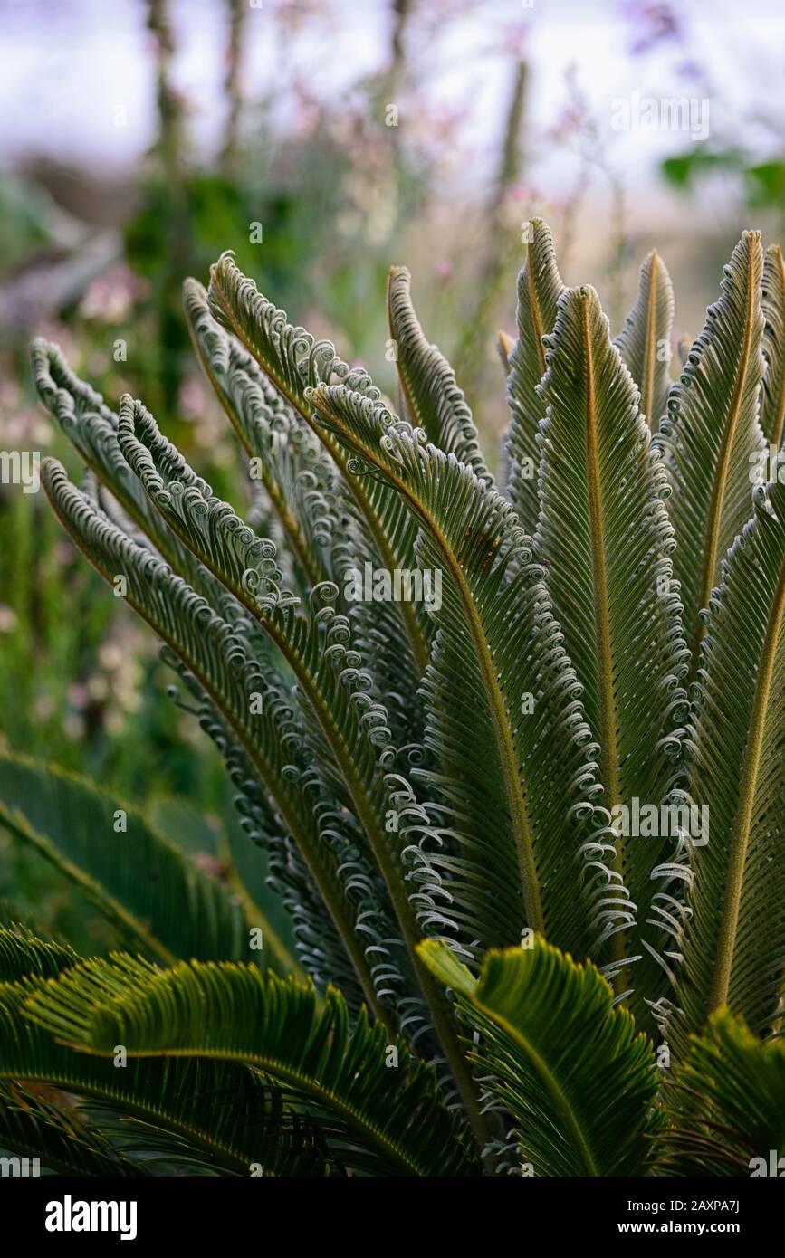 Cycad,cicads,piante giovani,nuova crescita,foglie,fogliame,sempreverde,RM Floral Foto Stock