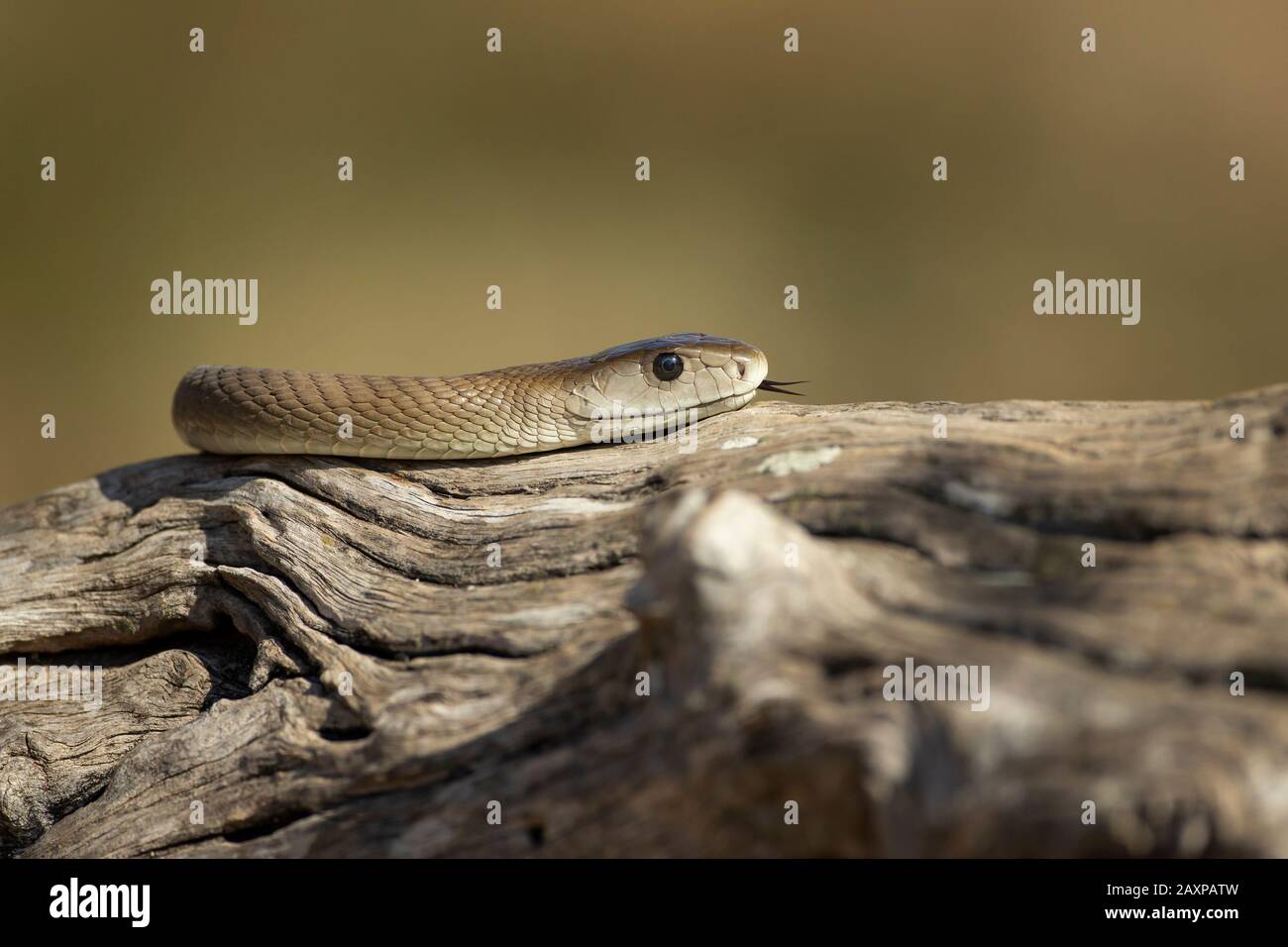 Il nero mamba (Dendroaspis polylepis) un serpente estremamente velenoso Foto Stock