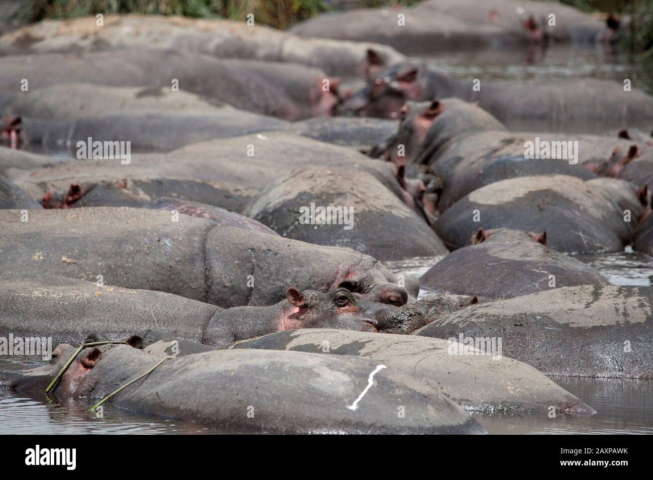 Un bloat di ippopotamo in acqua nel cratere di Ngorogoro, Tanzania, Africa. Foto Stock