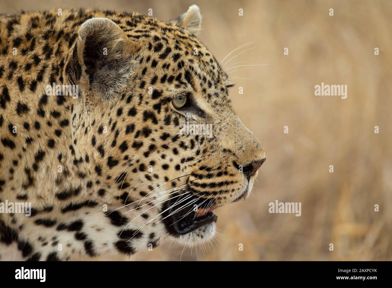 leopardo africano (Panthera pardus pardus) primo piano Foto Stock