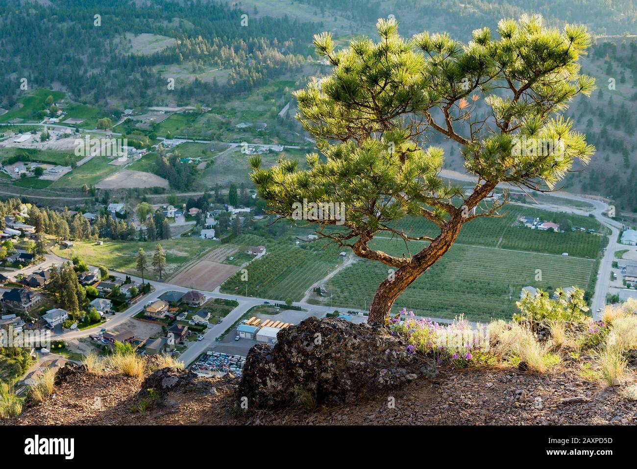 Pino, Giants Head Mountain Park, Summerland, Okanagan Valley, British Columbia, Canada Foto Stock