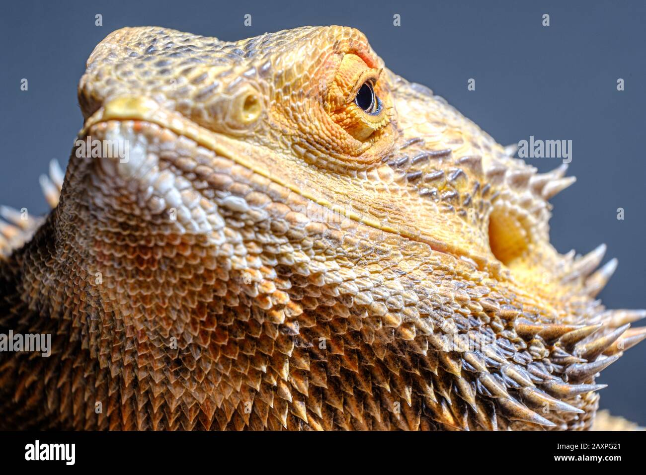 Un drago barbuto lucertola animale domestico primo piano Foto Stock