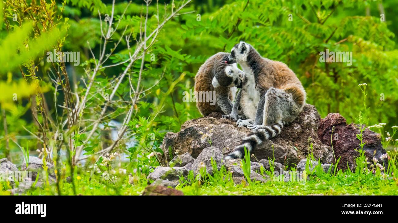 Coppia di lemuri coda ad anello che si prostrano l'un l'altro, comportamento animale divertente, specie di primate pangered tropicali dal Madagascar Foto Stock