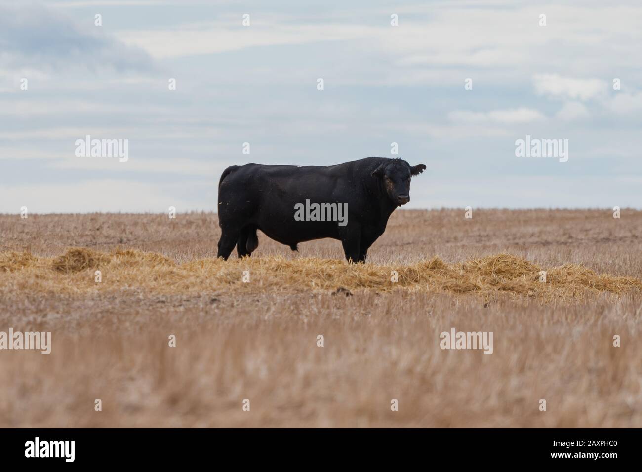 grande toro nero in fattoria Foto Stock
