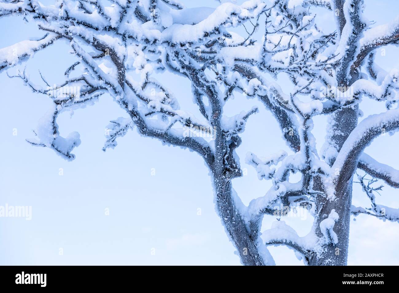 Finlandia, Lapponia, inverno, pino, morto, dettaglio Foto Stock