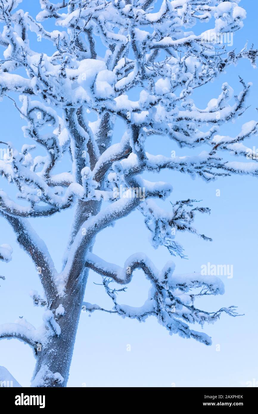 Finlandia, Lapponia, inverno, pino, morto, dettaglio Foto Stock