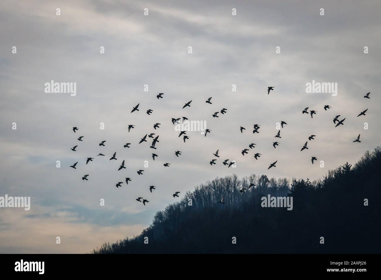 Migrazione degli uccelli sul cielo di alacre Foto Stock