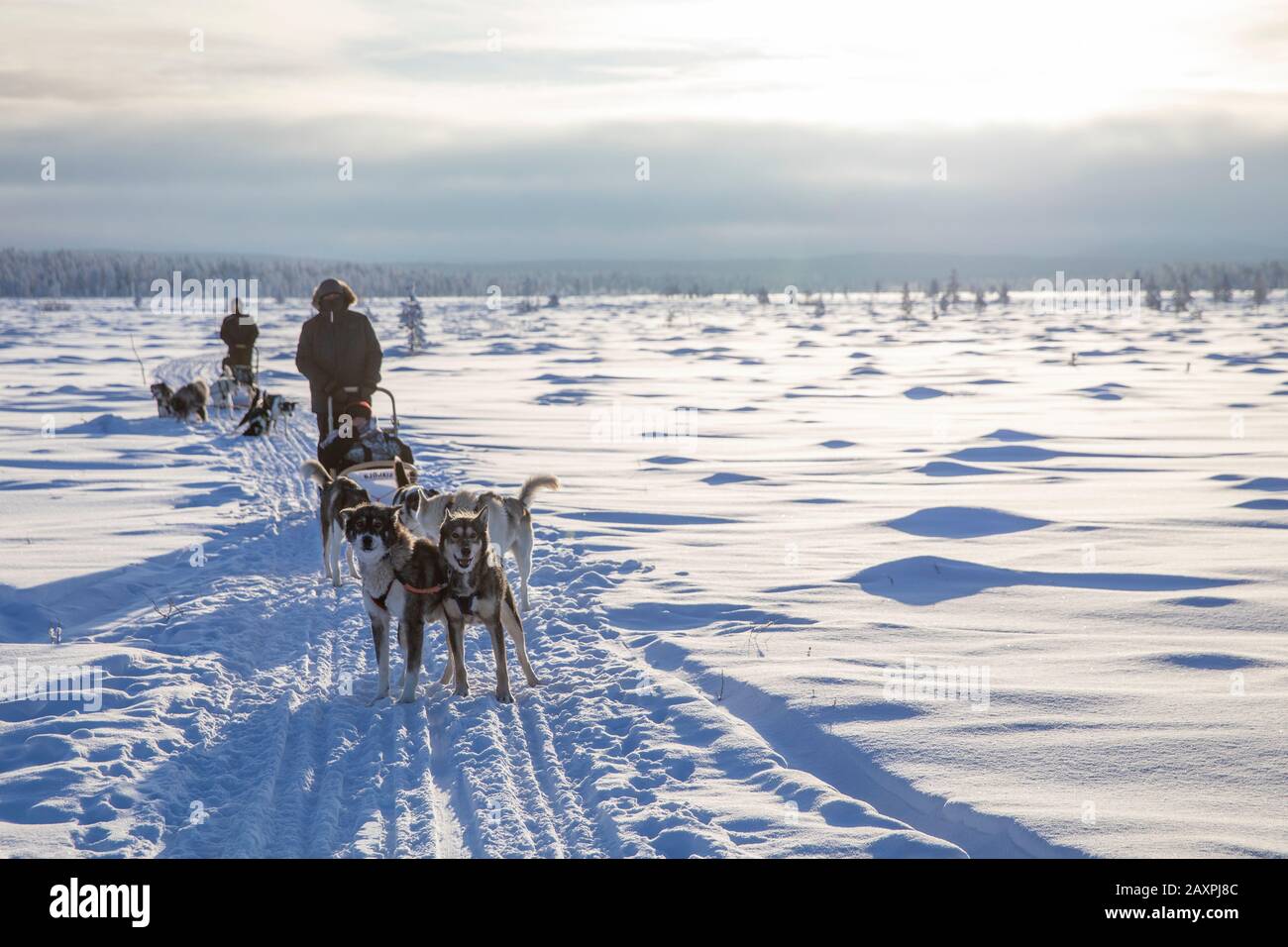 Finlandia, Lapponia, inverno, Enontekiö, dogsled Foto Stock