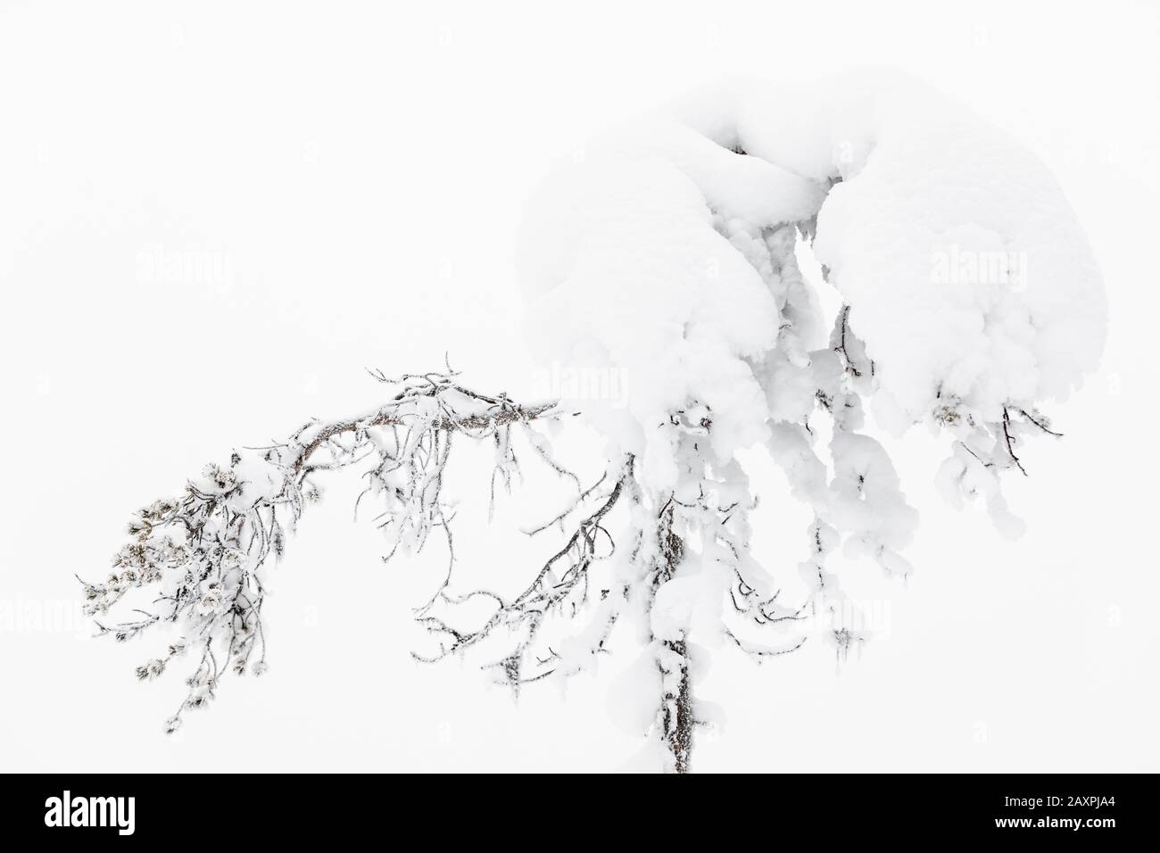 Pino, inverno, neve, Finlandia Foto Stock