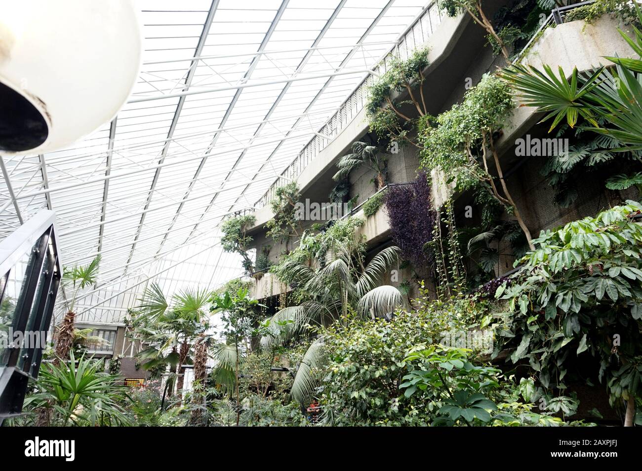 Piante tropicali nel Conservatorio Barbican, Londra Foto Stock