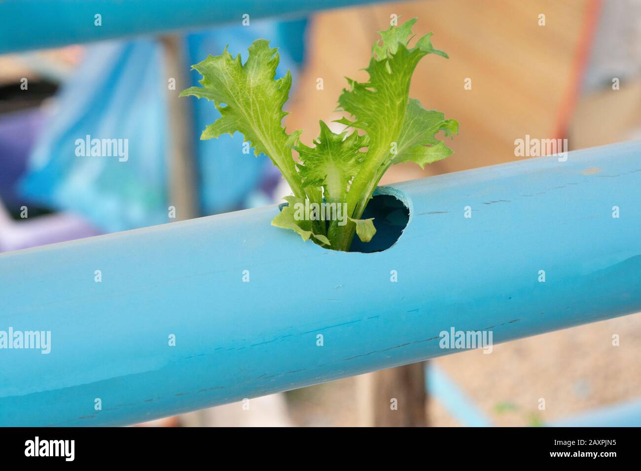 Verdure hydroponic che crescono in tubo Di Pvc Foto Stock