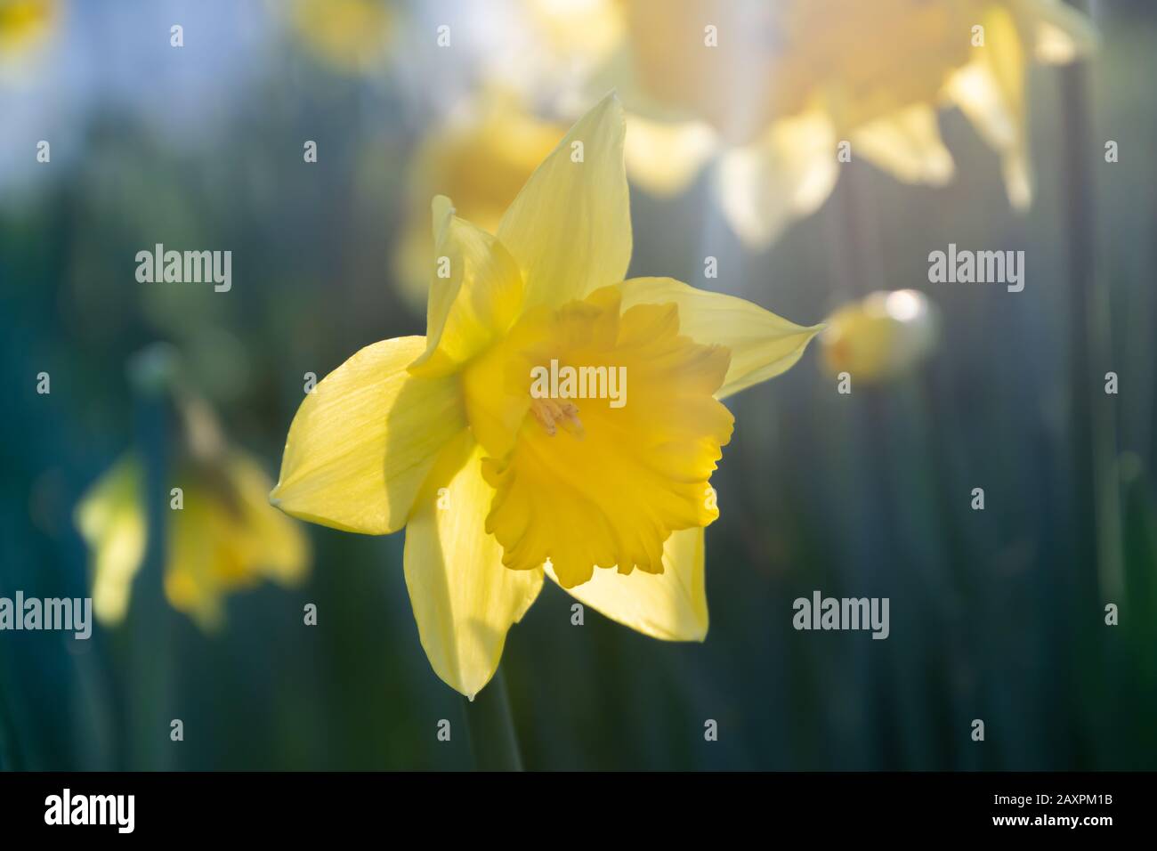 Daffodil floreale sfondo primavera. Primavera fiori di Pasqua per il dono della Festa della mamma. Sfondo primaverile con messa a fuoco morbida. Foto Stock