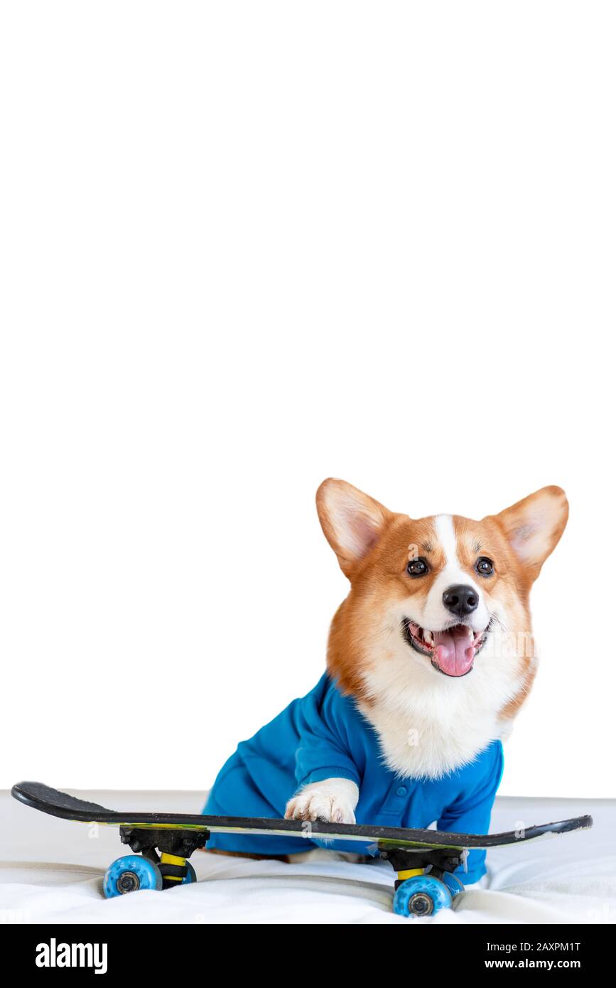 Carino cane Corgi in elegante bomber blu giacca rimanere sopra lo skateboard e mostrare la sua lingua Foto Stock