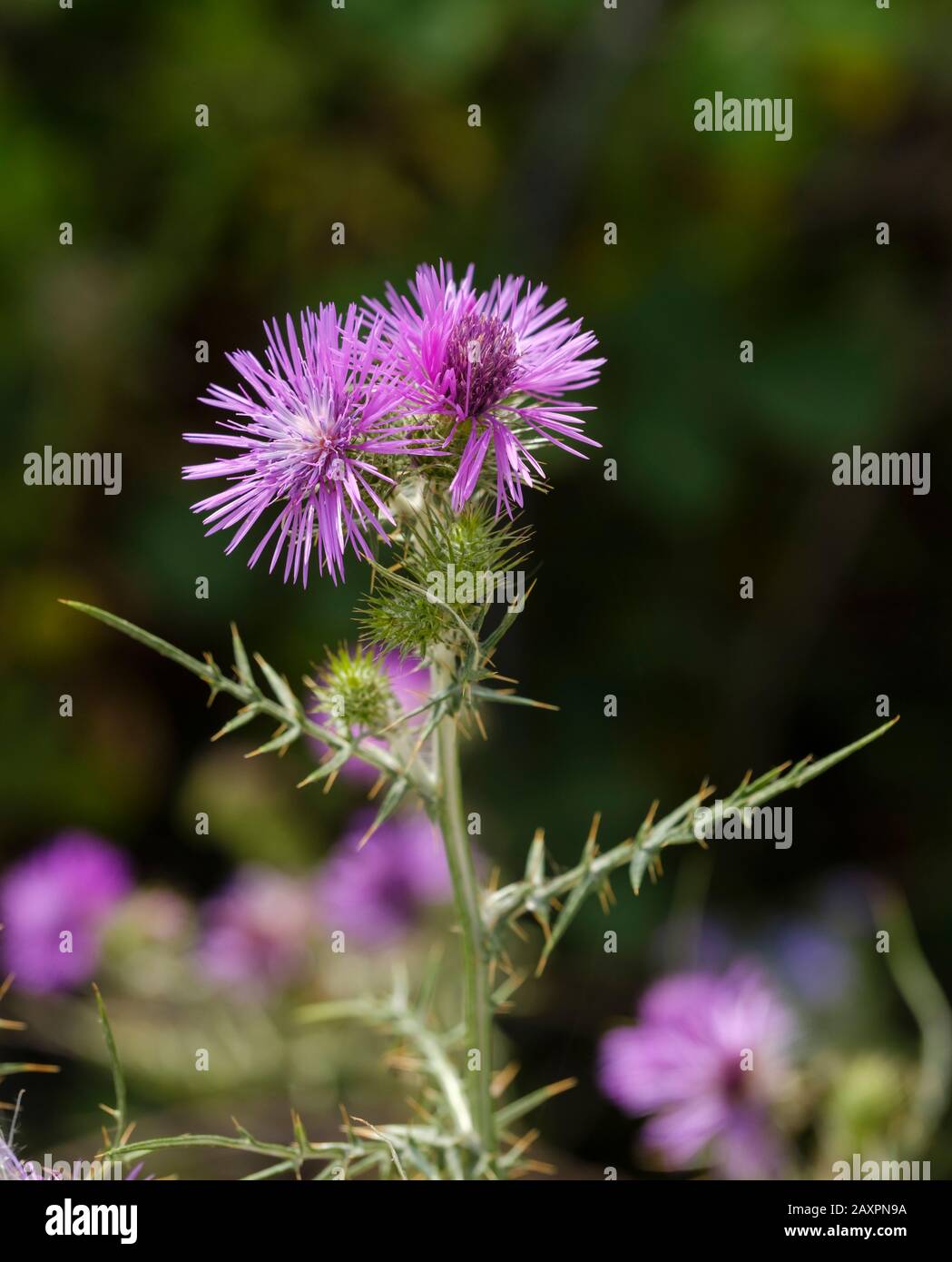 Latte-thistle (Galactiti tomentosus), Qark Vlora, Albania Foto Stock