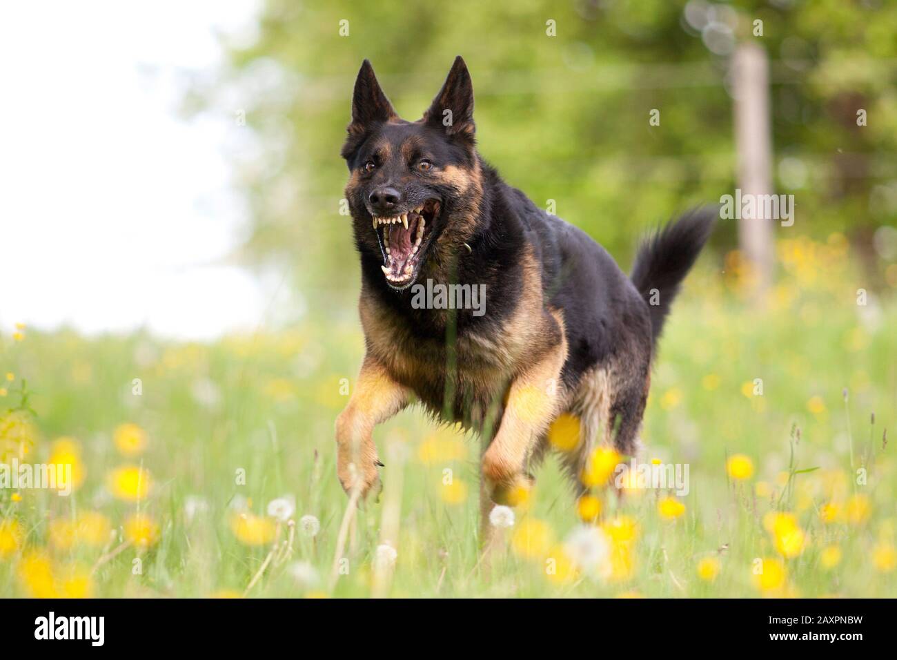 morso del cane. Aggressivo Dog correre vicino con Bocca aperta. Foto Stock