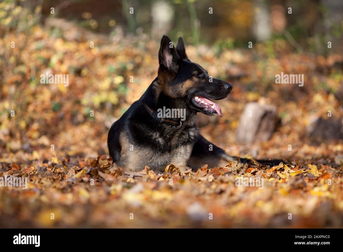 attento ritratto tedesco del cane shepard con sfondo autunno colorato in formazione Foto Stock