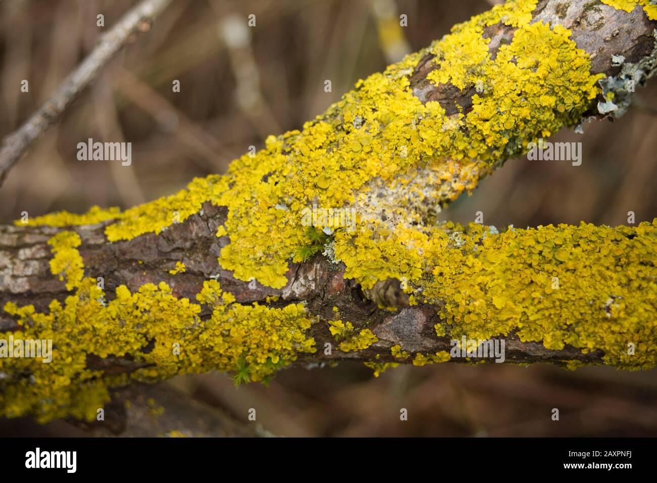 Lichen arancio comune, scala gialla, Xanthoria parietina Foto Stock