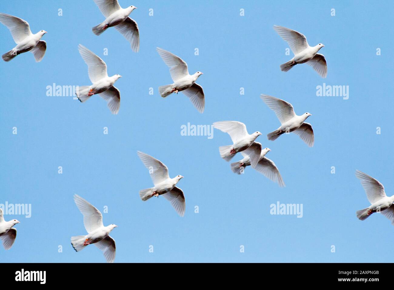 White Pigeons volare a cielo blu Foto Stock
