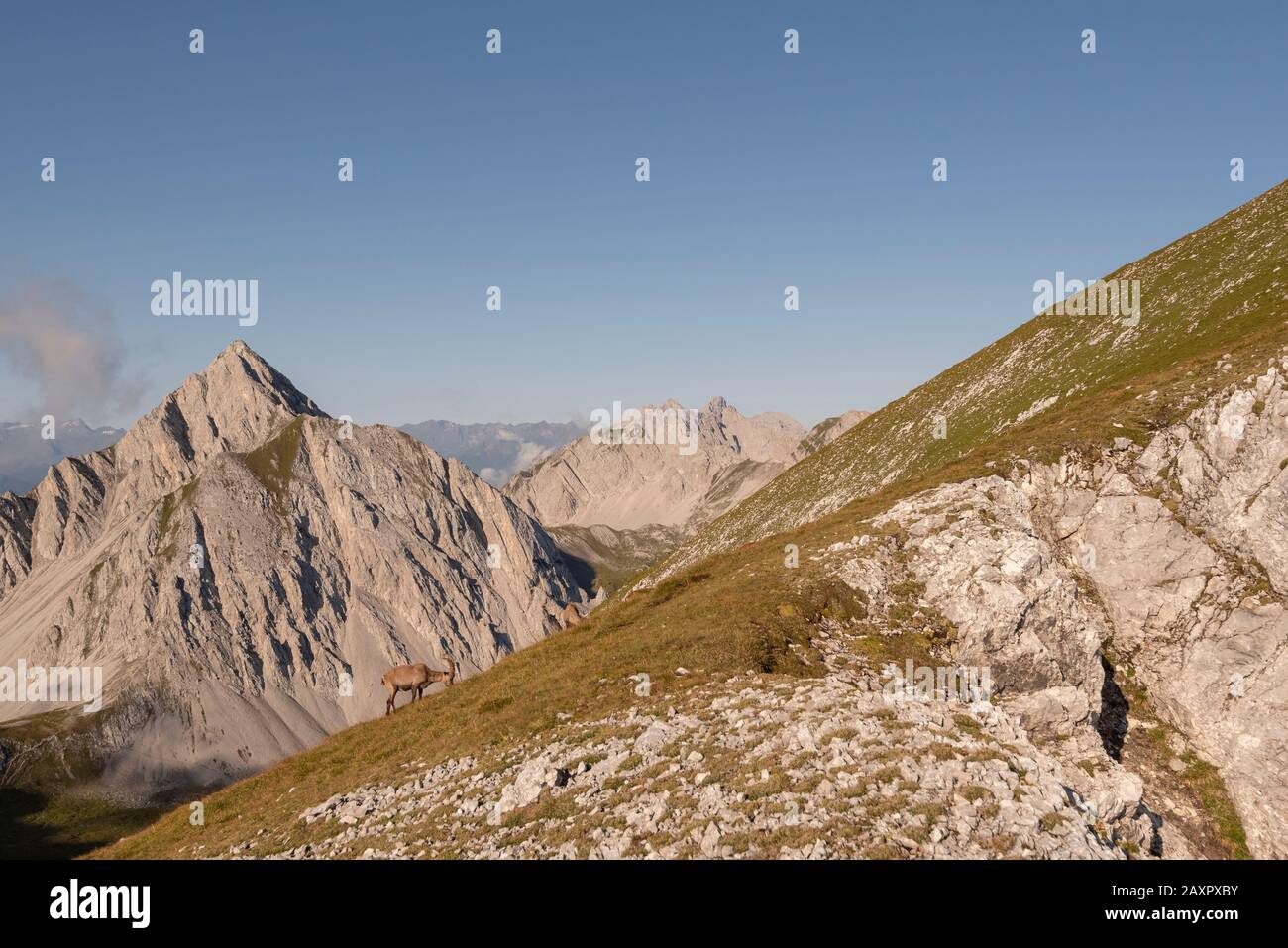 Uno stambecco alpino sta pascolando sulla collina Foto Stock