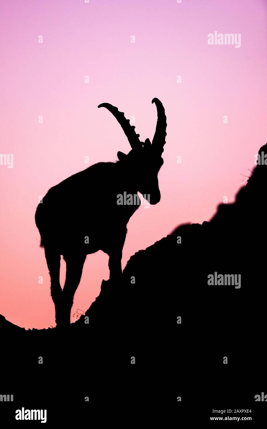 Stambecco alpino (Capra ibex) in ritratto Foto Stock