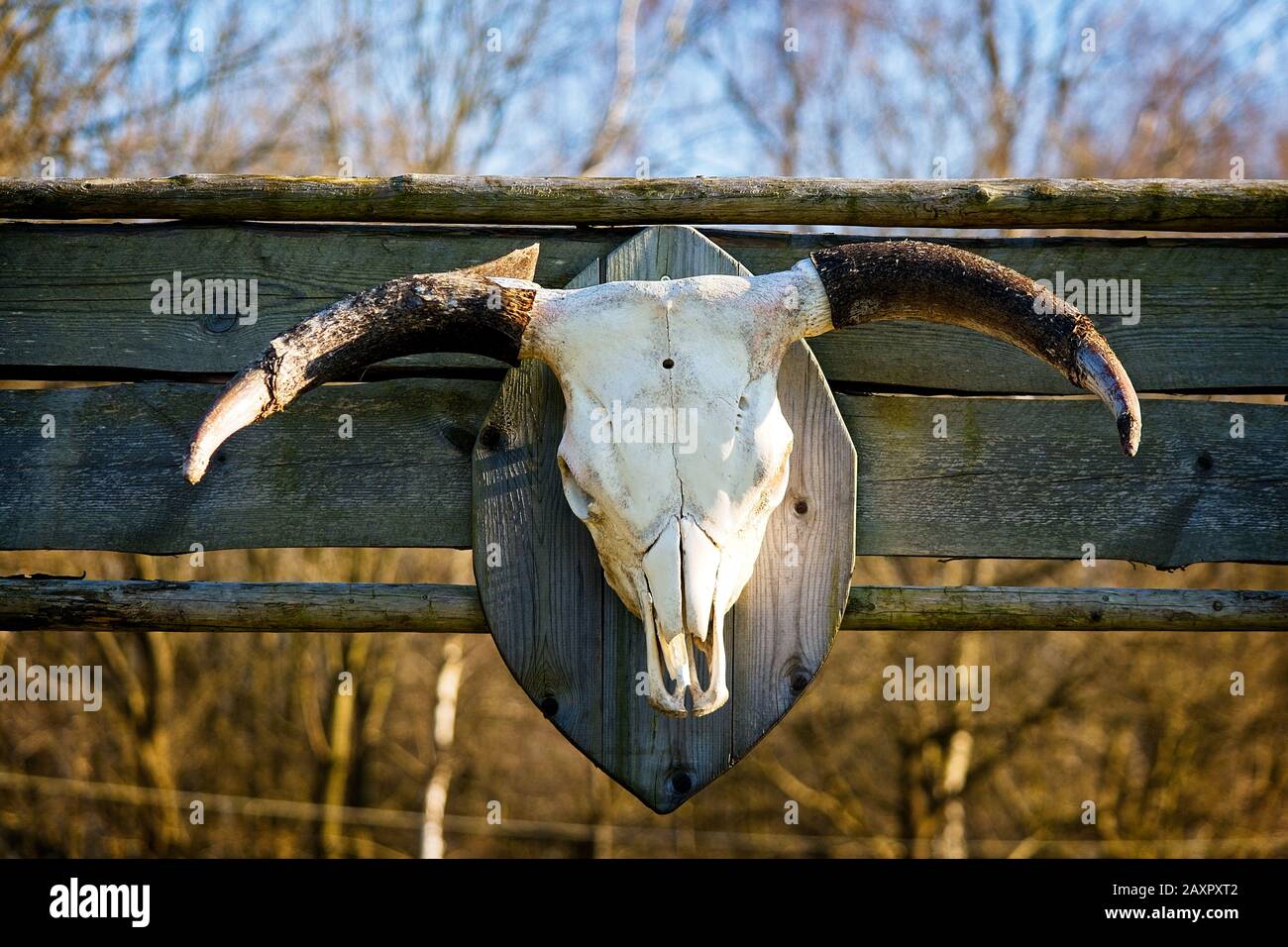 Trofeo bianco sbiancato del cranio del bestiame con corna montate sulla parete di un vecchio fienile in legno stagionato in primo piano all'aperto sotto il sole Foto Stock