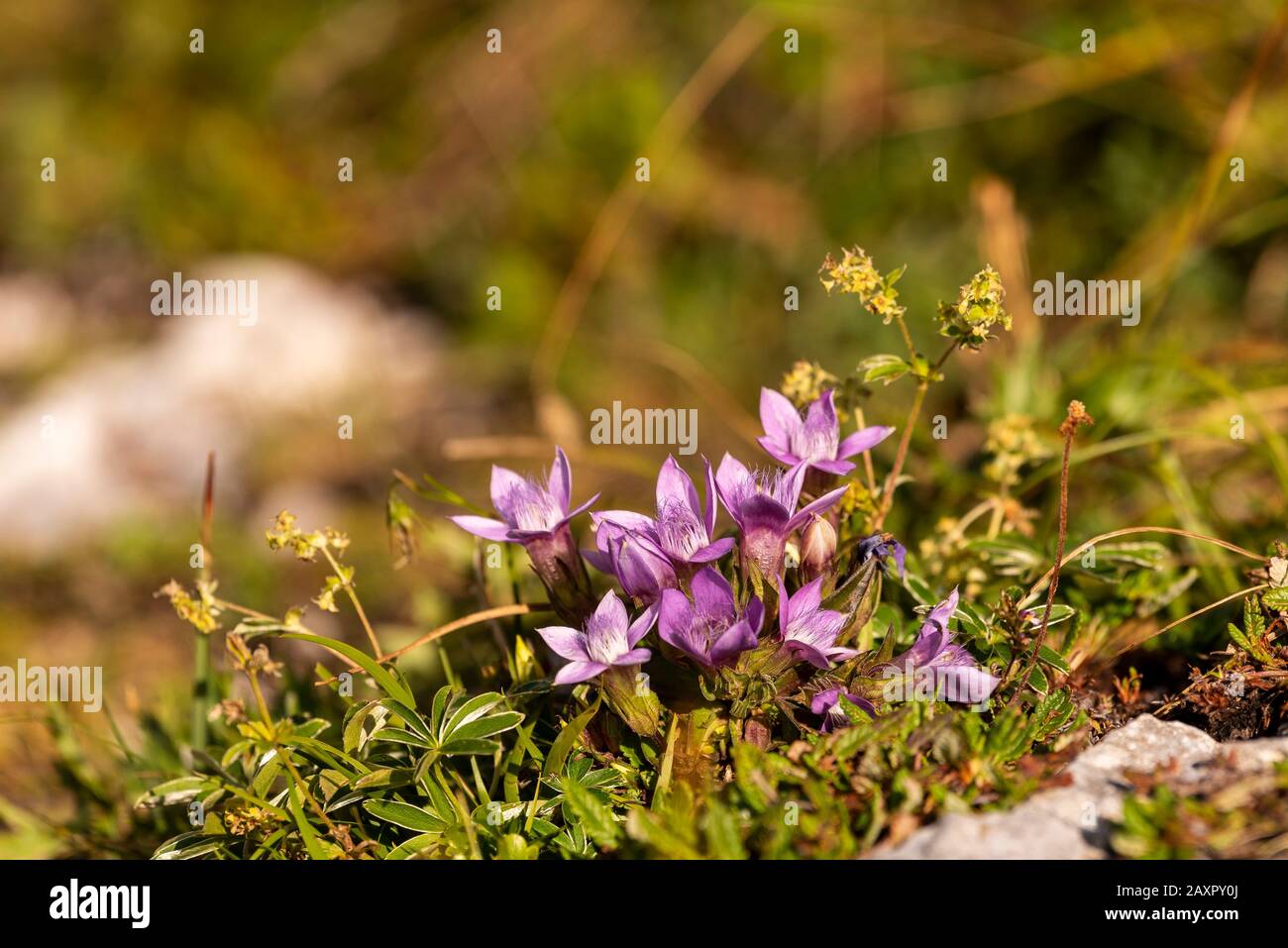 Chiltern genziana, chiamato anche felwort. Foto Stock