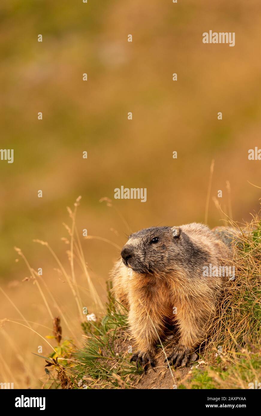 Marmota Alpino (Marmota marmota) all'ingresso della sua grotta alla luce del mattino. Registrato negli "alti Tauri" in Austria Foto Stock