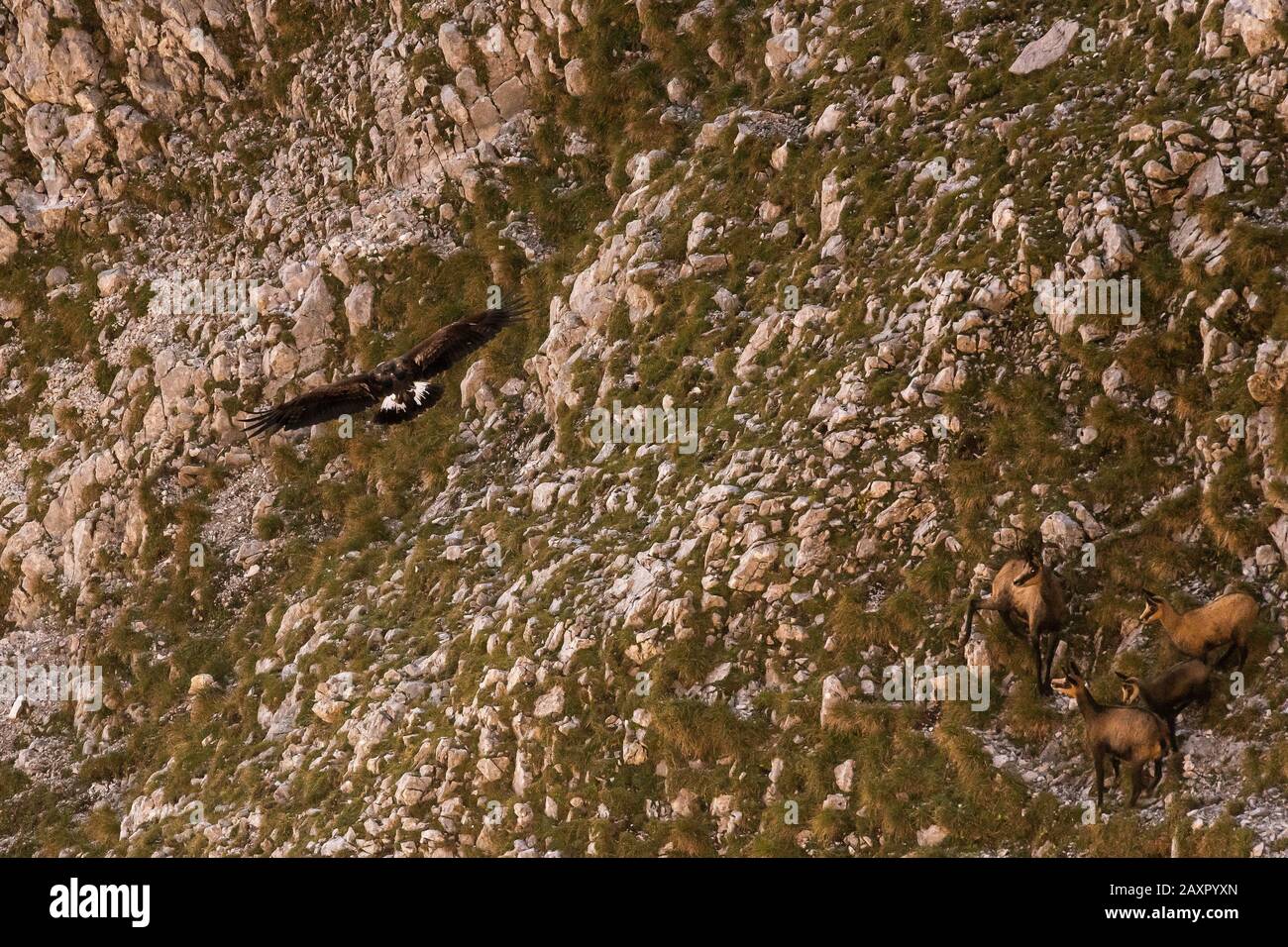 Un'aquila dorata vola su un gruppo di camoscio, che prendono con attenzione il loro cucciolo nel mezzo. Foto Stock