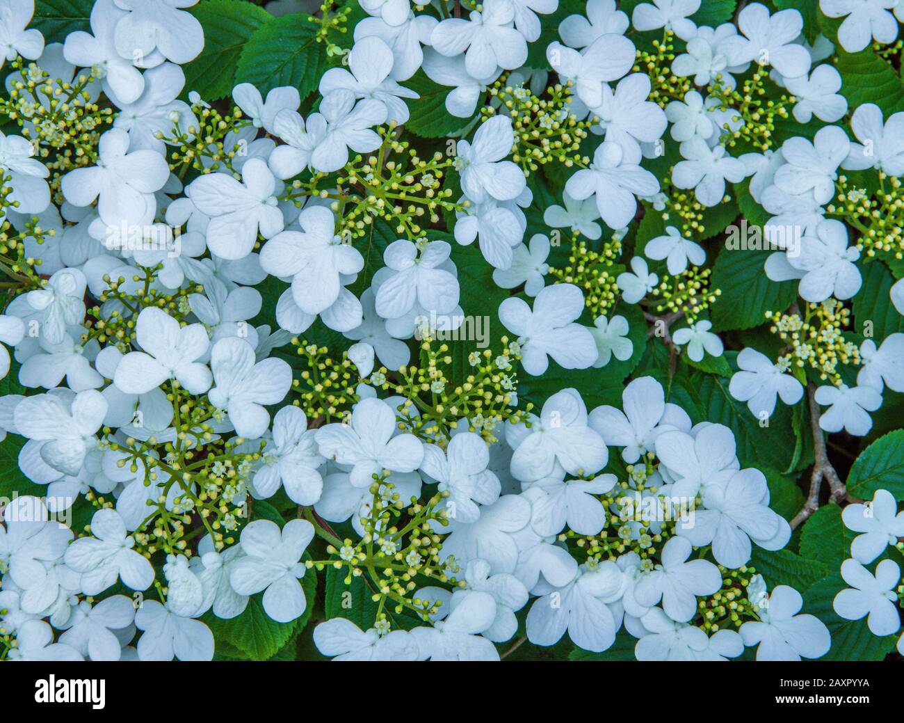 Summer Snowflake, Viburnum Deno, Fern Canyon, Mill Valley, California Foto Stock