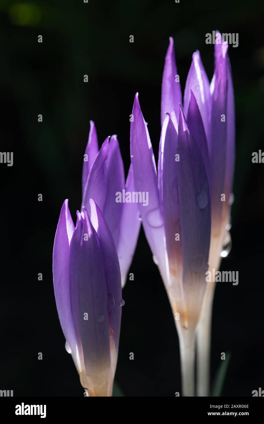 Primavera presto brillante viola croco chrysanthus fiori con gocce d'acqua sui petali. Fiori primaverili per il design delle vacanze. Foto Stock