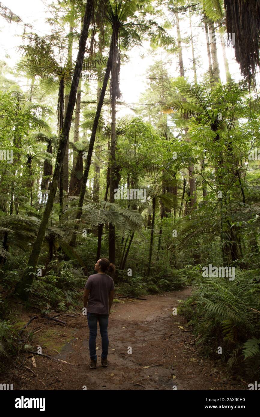 turista con uomo mitragliato, a piedi sotto una foresta gigante di felci e sequoie Foto Stock