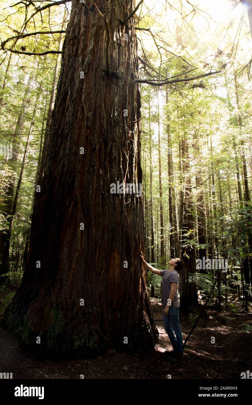 Un turista con uomo mordente, toccando la corteccia di un gigante albero di sequoia Foto Stock