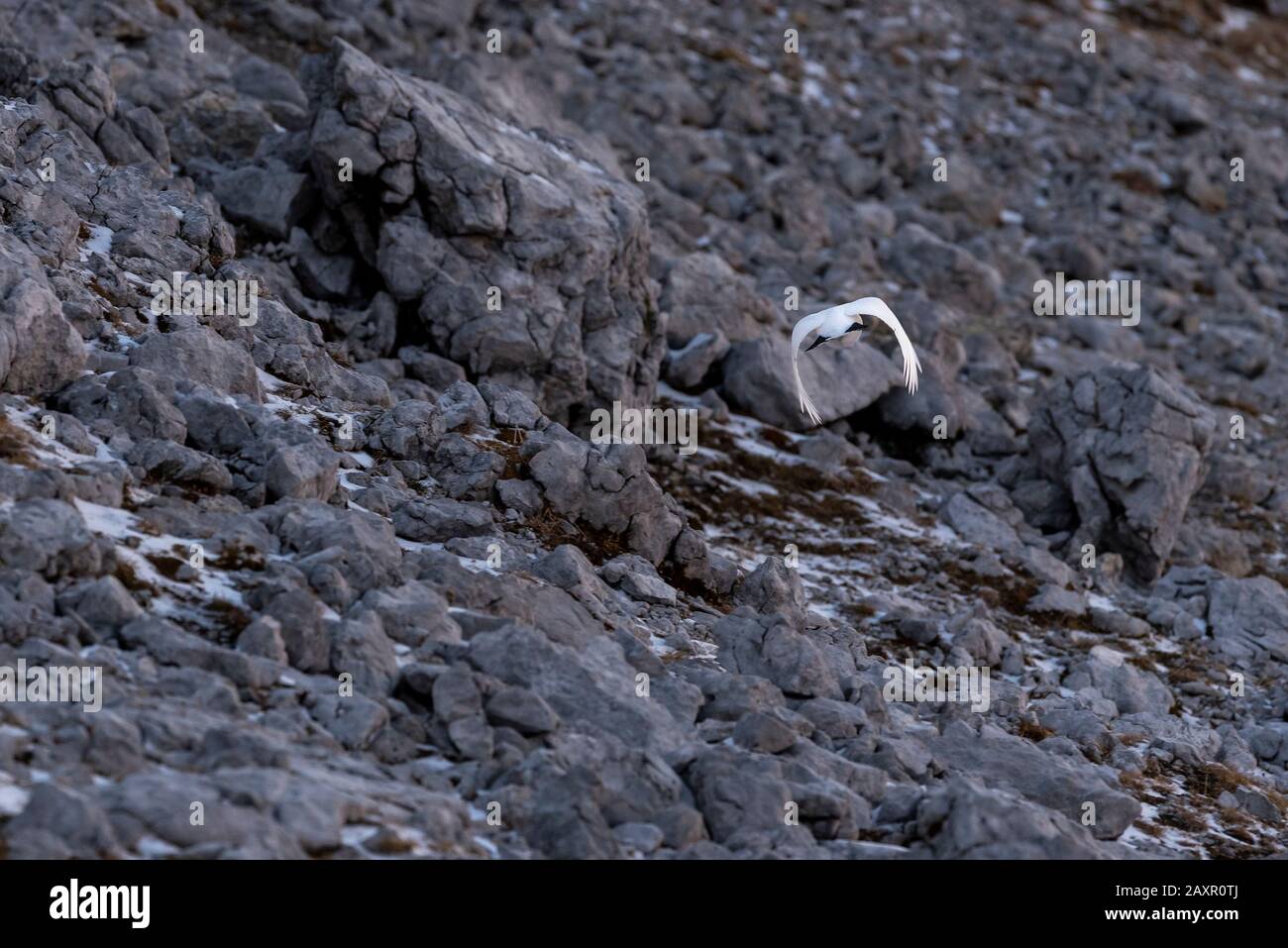 Un ptarmigano selvaggio che vola nel terreno alpino delle montagne di Karwendel vola in lontananza Foto Stock