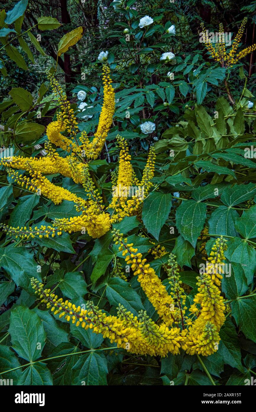 Uva Oregon, Mahonia Aquifolium, Berberidaceae, Cypress Garden, Mill Valley, California Foto Stock
