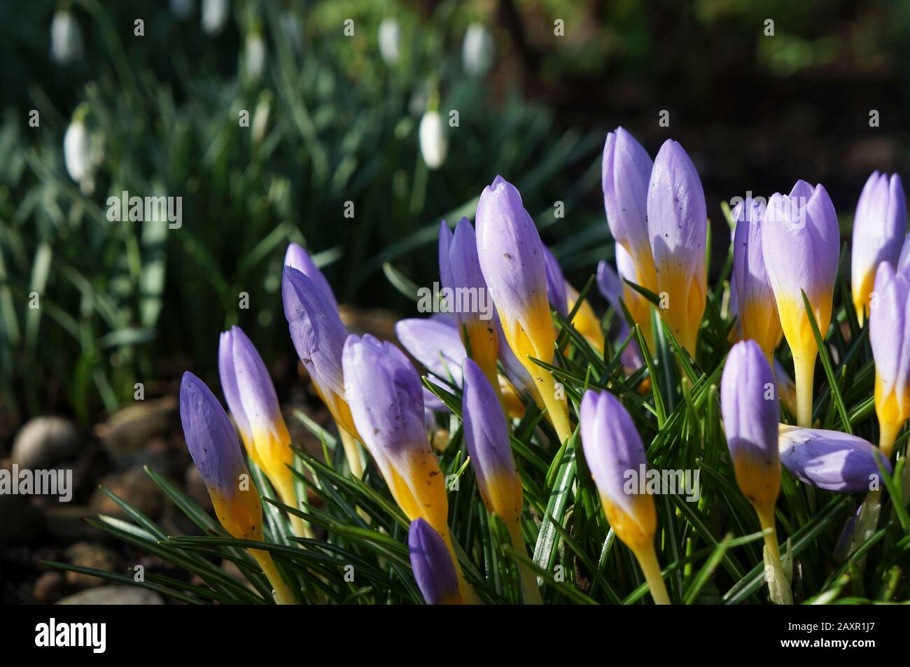 krōkəs€™inverno crocus germogli alla luce del sole in un letto di fiori riparato Foto Stock
