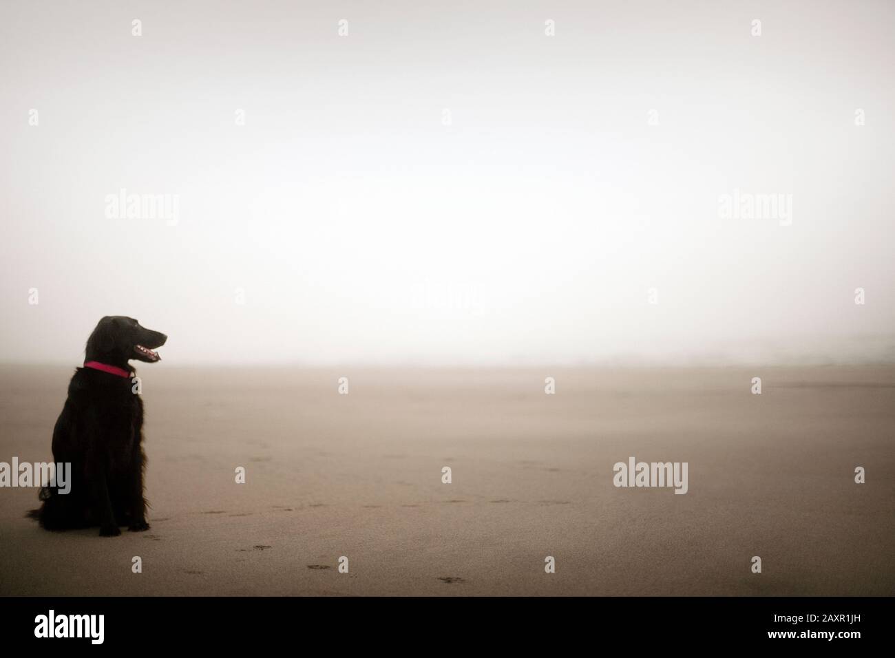 Cane in attesa su spiaggia vuota e nebbiosa. Foto Stock