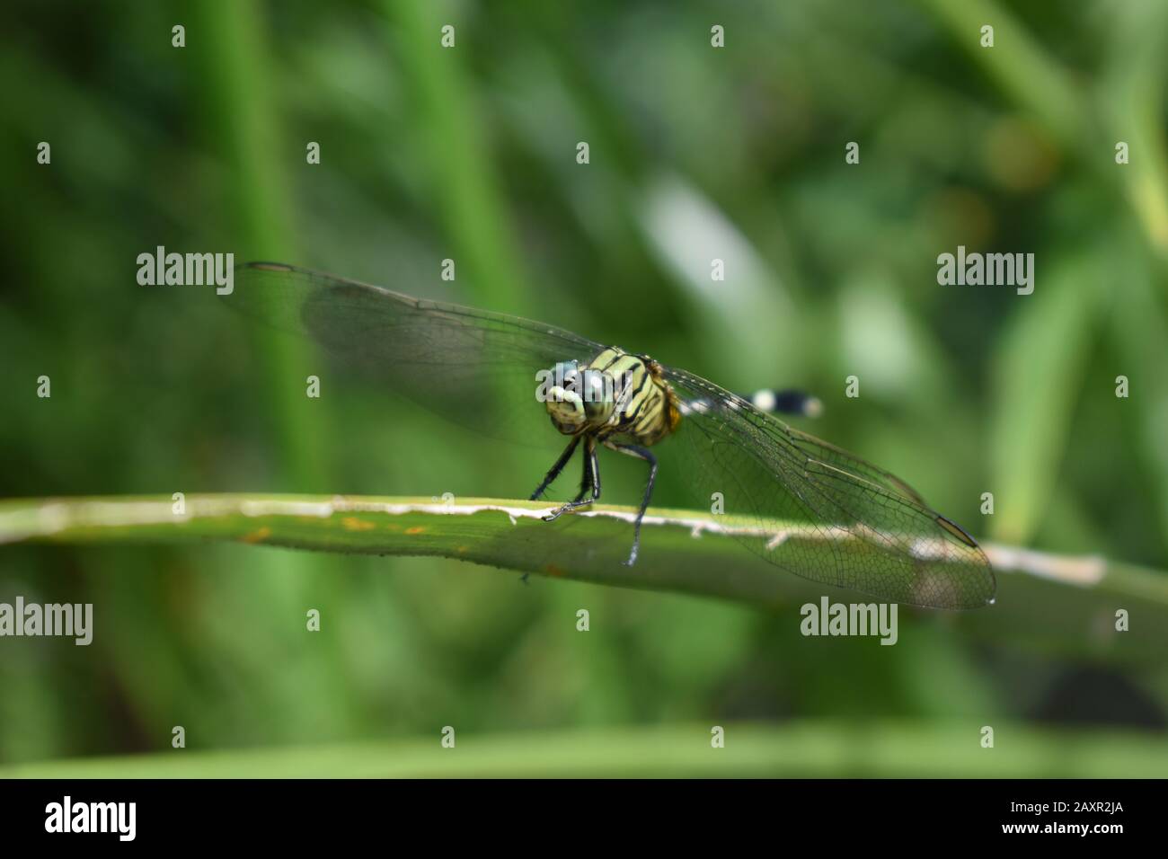 Una libellula verde nera in natura Foto Stock