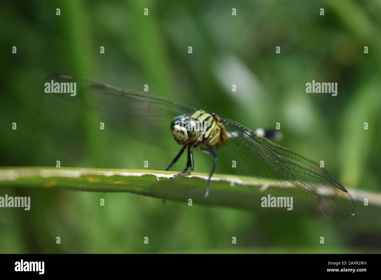 Una libellula verde nera in natura Foto Stock